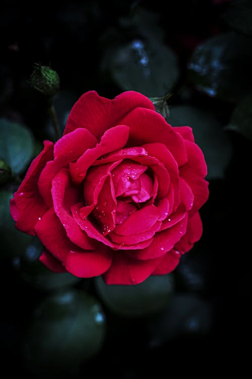 Close-up of a Rose