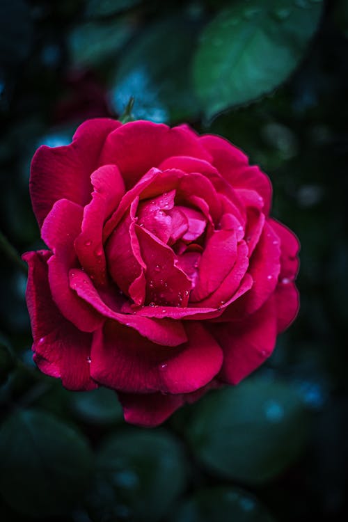 Free Close-up of a Rose Stock Photo