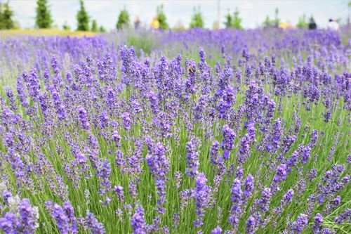 Free Vibrant lavender field in full bloom under a sunny sky in Ukraine. Stock Photo