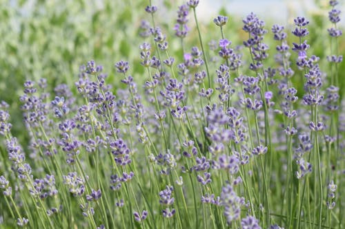 Close Up Photo of Lavender Flower