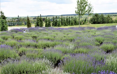 Free Explore a lush lavender field in summer, capturing serene nature in Ukraine. Stock Photo
