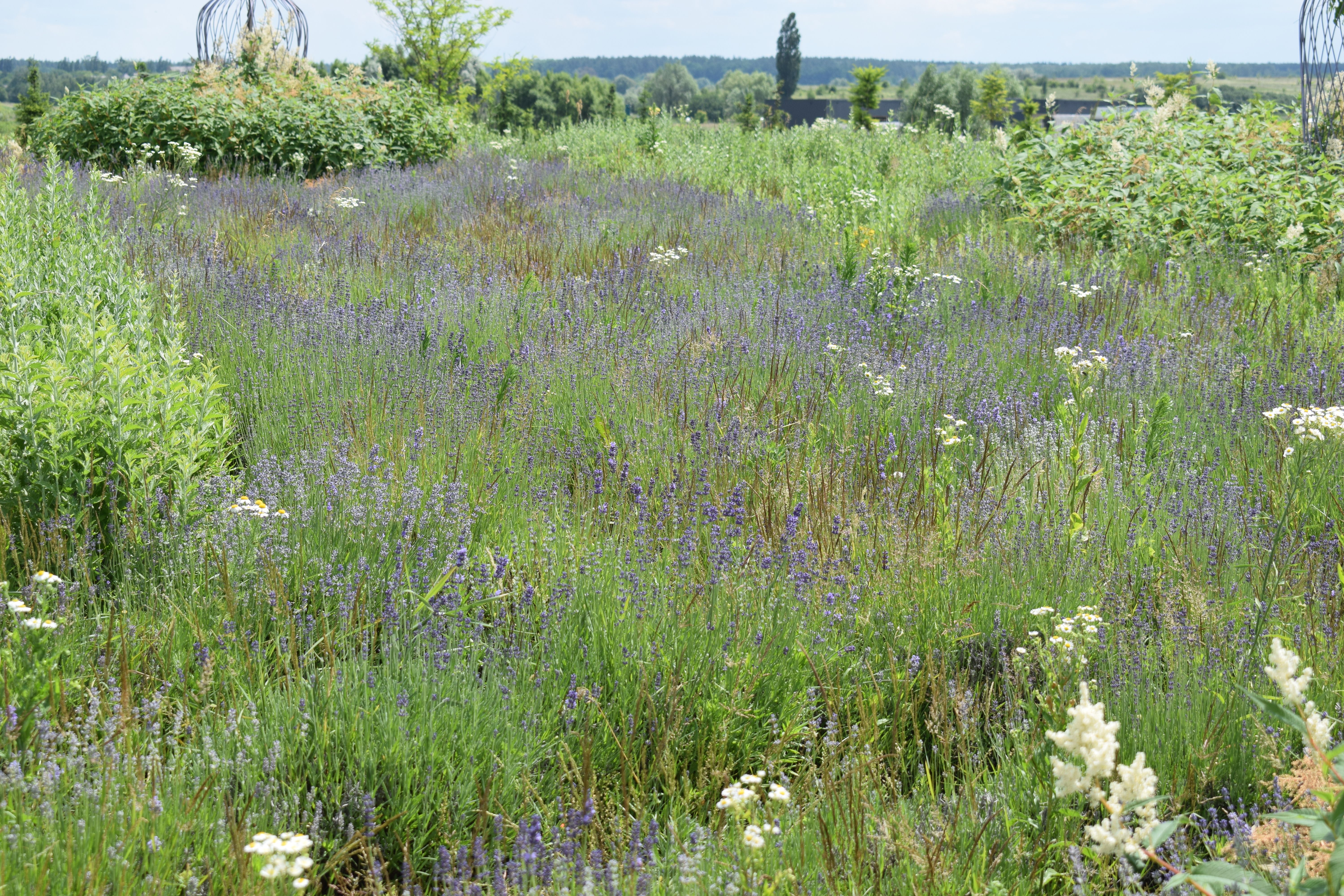 Naturlig og frodig hage med varierte planter