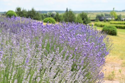Free Stunning lavender field in Ukraine showcasing vibrant purple blooms under a clear sky. Stock Photo