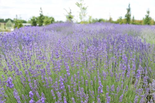 Free Vibrant lavender fields blooming under a clear day in Ukraine. Stock Photo