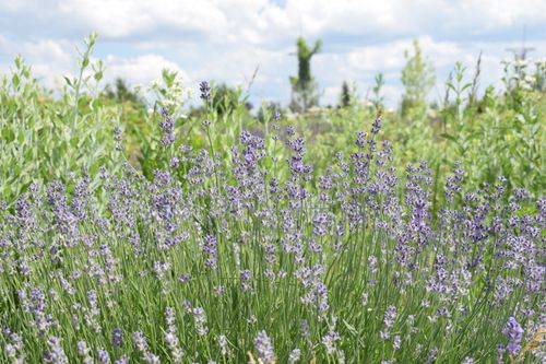 Free A serene lavender field in full bloom under a bright blue sky with fluffy white clouds. Stock Photo