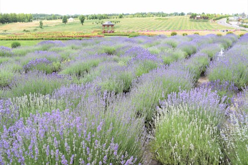 Gratis arkivbilde med landlig, lavendel blomster, lavendeleng