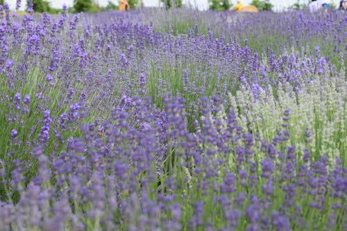 Lavender Flower Field 