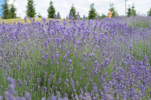Free A vibrant lavender field in Ukraine with blooming purple flowers under a clear sky. Stock Photo