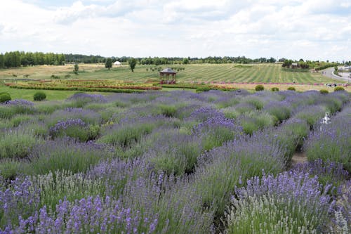 Lavender Field Under the Cloudy Sky