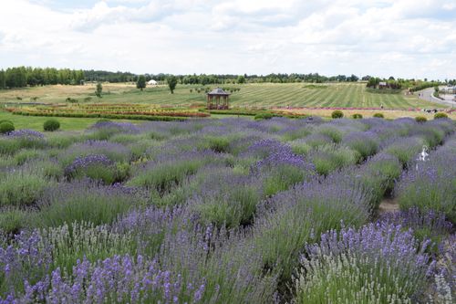 Free Lavender fields in Ukraine with a scenic gazebo and vibrant purple flowers in full bloom. Stock Photo