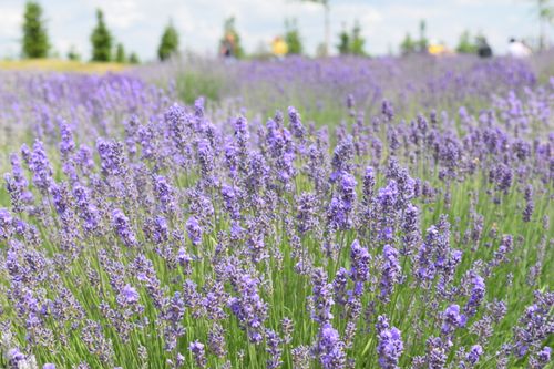 Free A serene lavender field in full bloom under a clear sky, ideal for nature lovers. Stock Photo