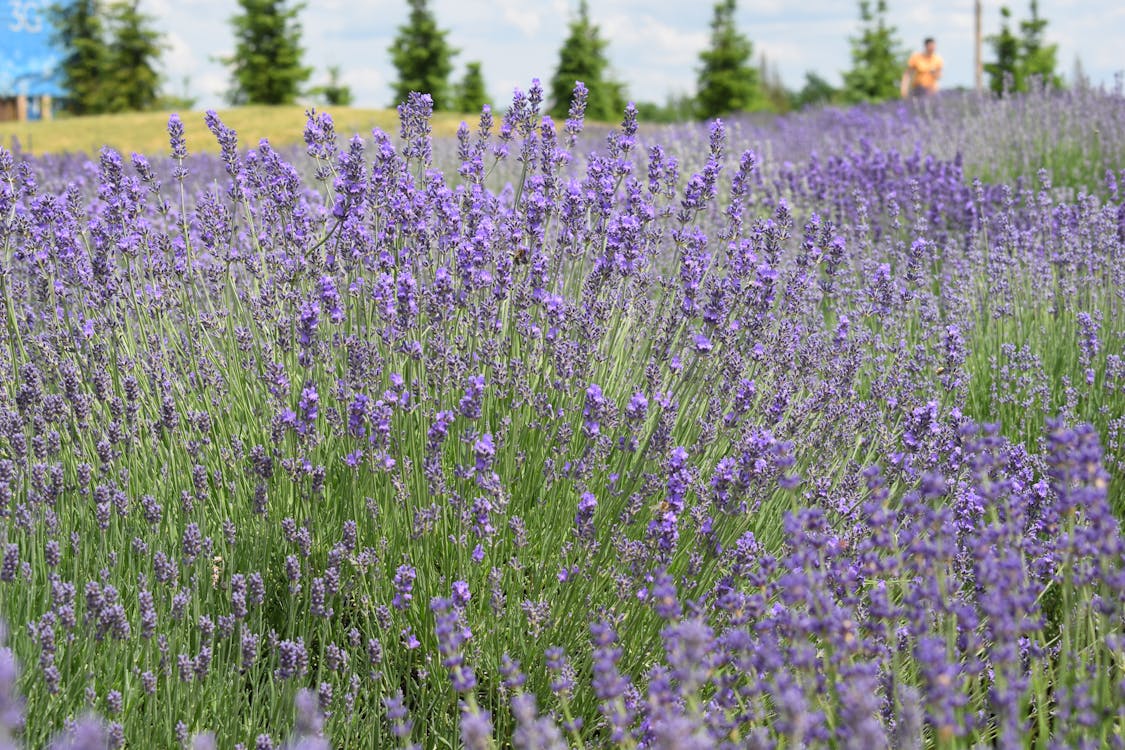 Gratis arkivbilde med blomst, blomsterplanter, blomstre