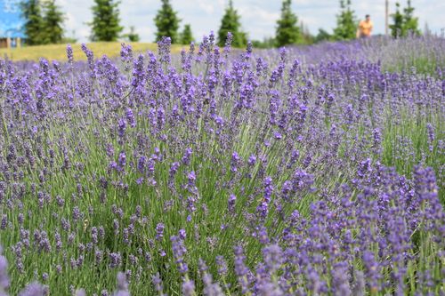 Free A vibrant lavender field in full bloom under the summer sky in Ukraine. Stock Photo
