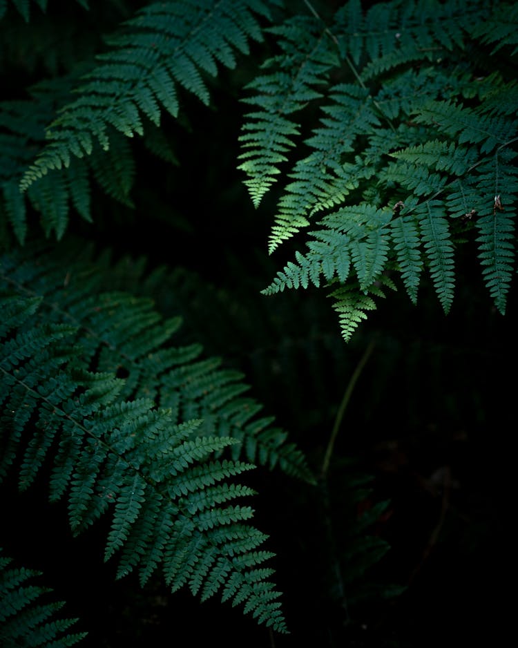 Photo Of Fern Plant