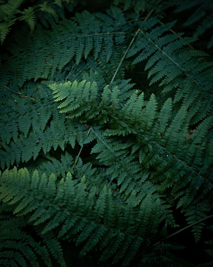 Green Fern Plant