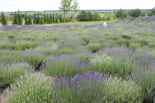 Gratis arkivbilde med lavendel (blomst), lavendeleng, lavendelfarge