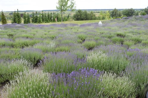 Free Vibrant lavender fields in Ukraine during spring, showcasing natural beauty and tranquility. Stock Photo