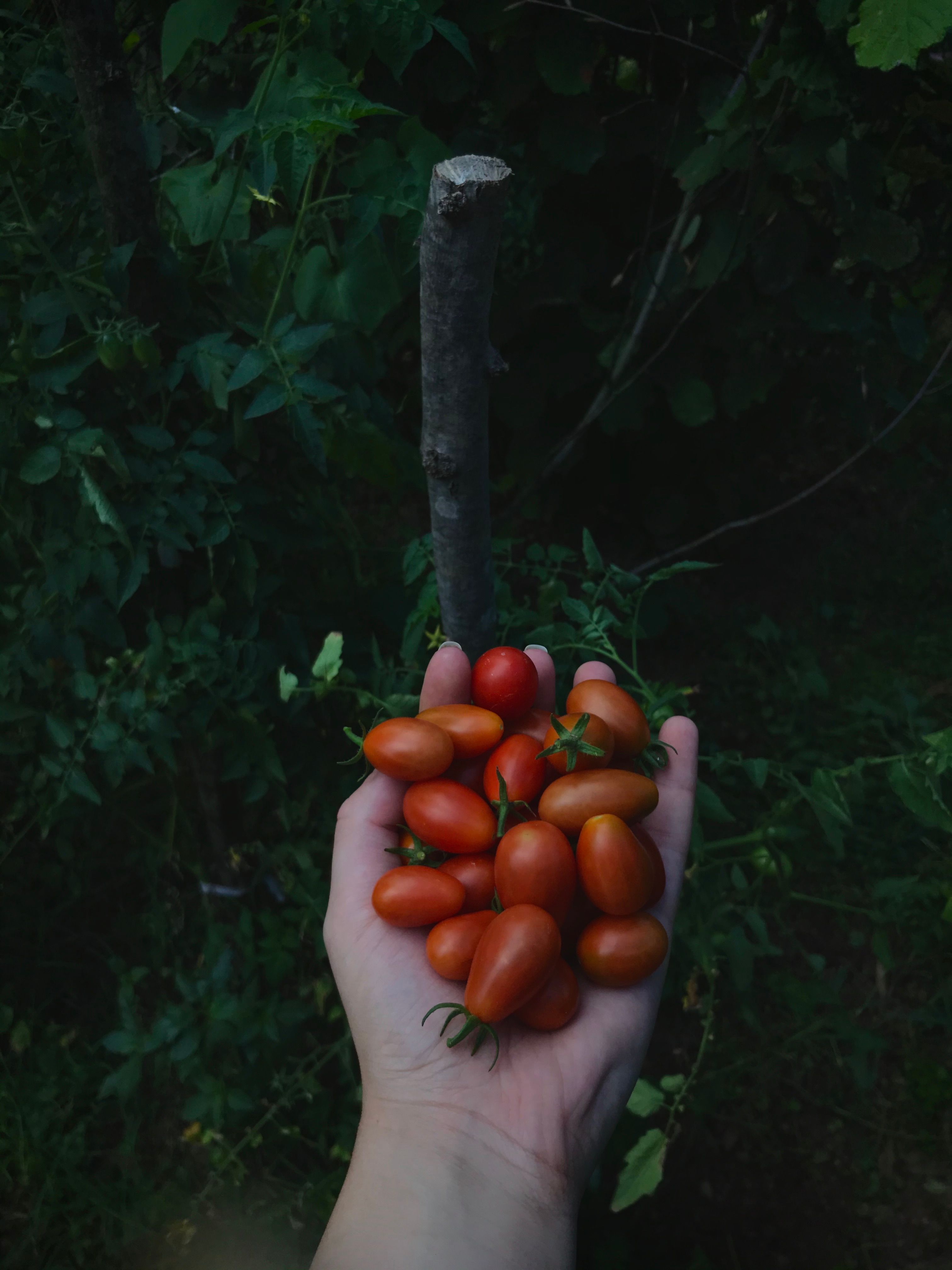Hand of a Person Holding a Bunch of Homegrown Cherry Tomatoes · Free ...