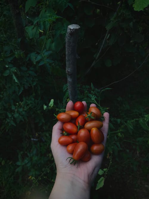 Základová fotografie zdarma na téma cherry rajčata, domácí výrobky, držení