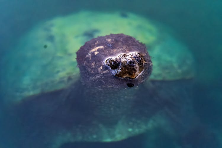 Snapping Turtle