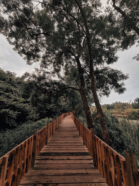 Brown Wooden Bridge Near Green Trees