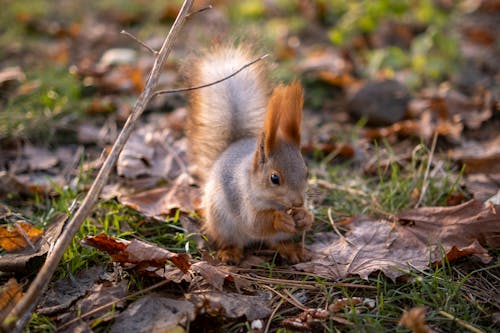 Squirrel on a Ground in Autumn 