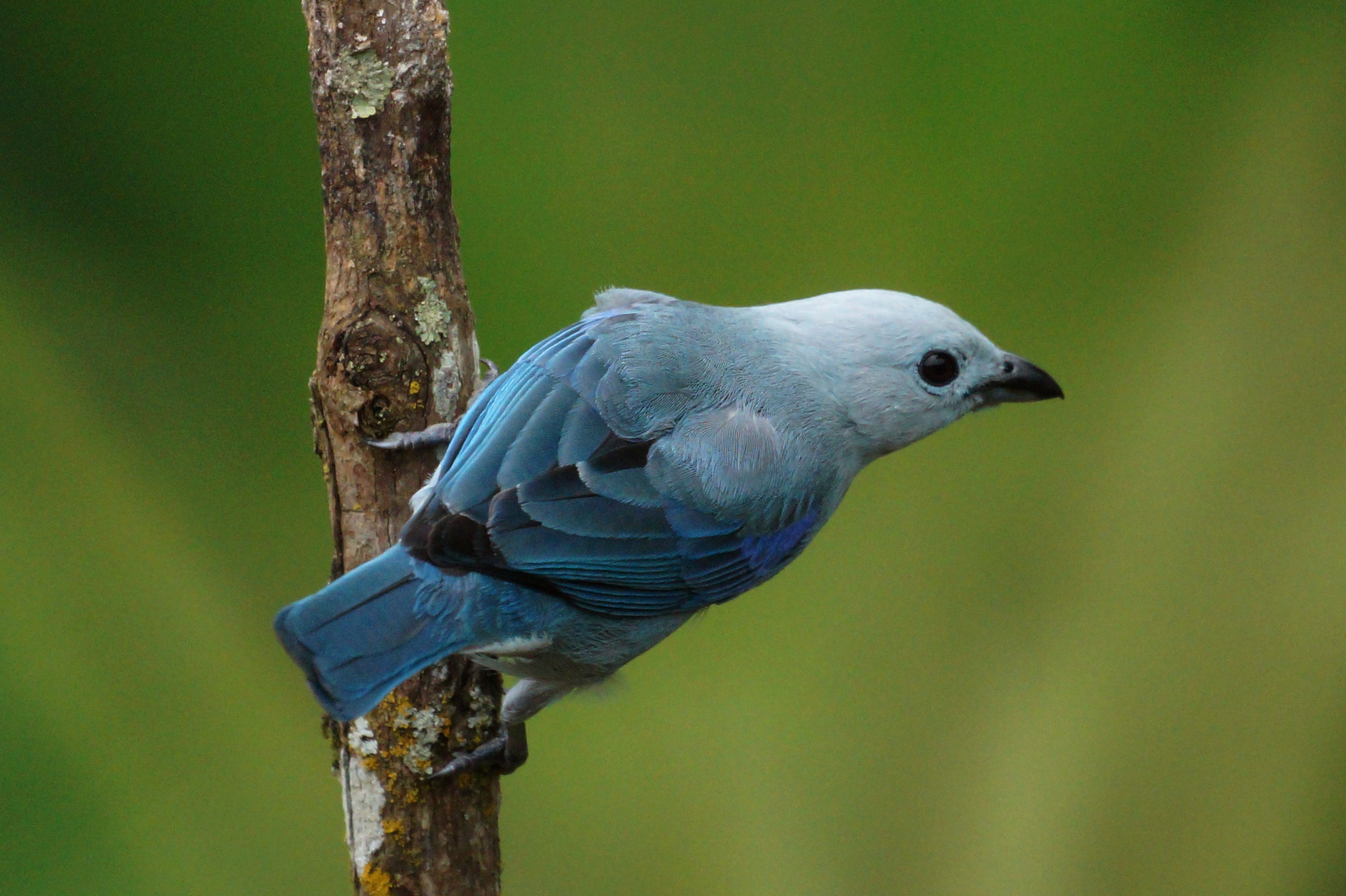 Vibrant blue bird resting on a branch, showcasing detailed plumage against a lush green background.