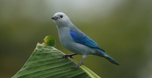 Blue-gray Tanager
