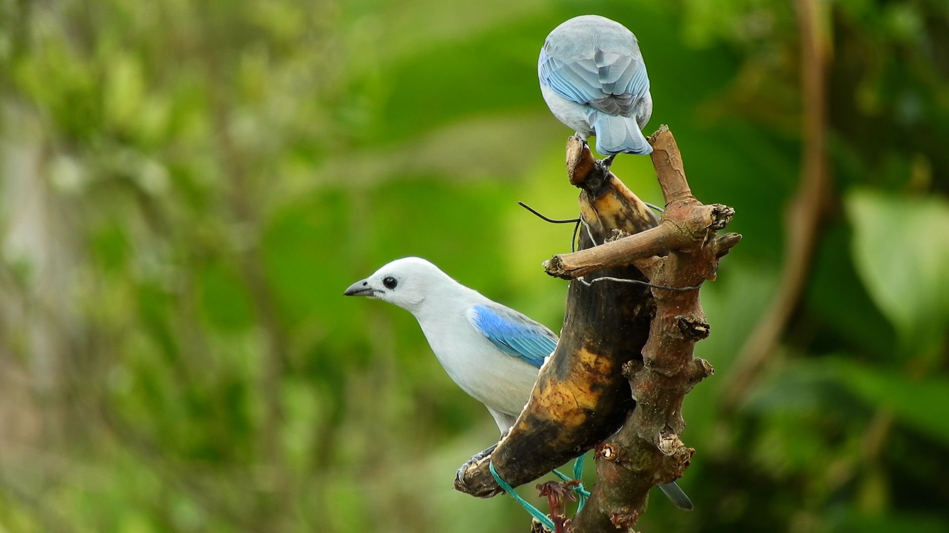 Two exotic birds on a tropical branch with vibrant green foliage.