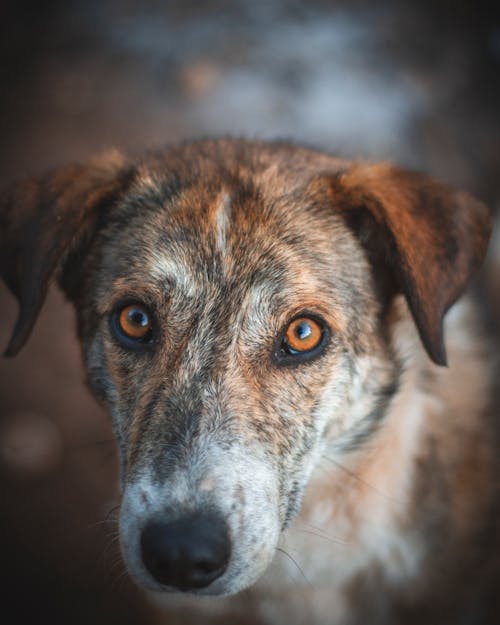 Gratis arkivbilde med bedårende, brune øyne, dog-fotografering