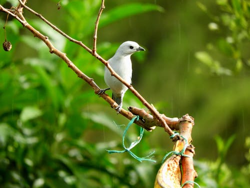 White Bird Perched on Tree Branch