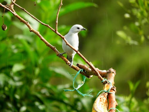 Fotos de stock gratuitas de animal, aviar, cotinga nevada