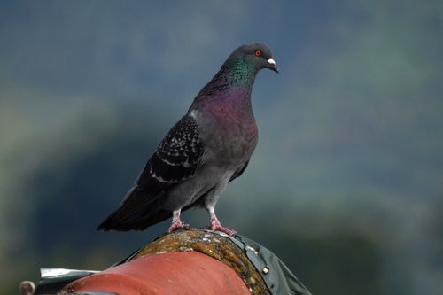 Free A detailed portrait of a feral pigeon perched on a ledge, showcasing its iridescent feathers and natural habitat. Stock Photo
