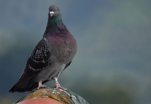 Free Detailed close-up of a rock pigeon with iridescent plumage perched on a rooftop, outdoors. Stock Photo