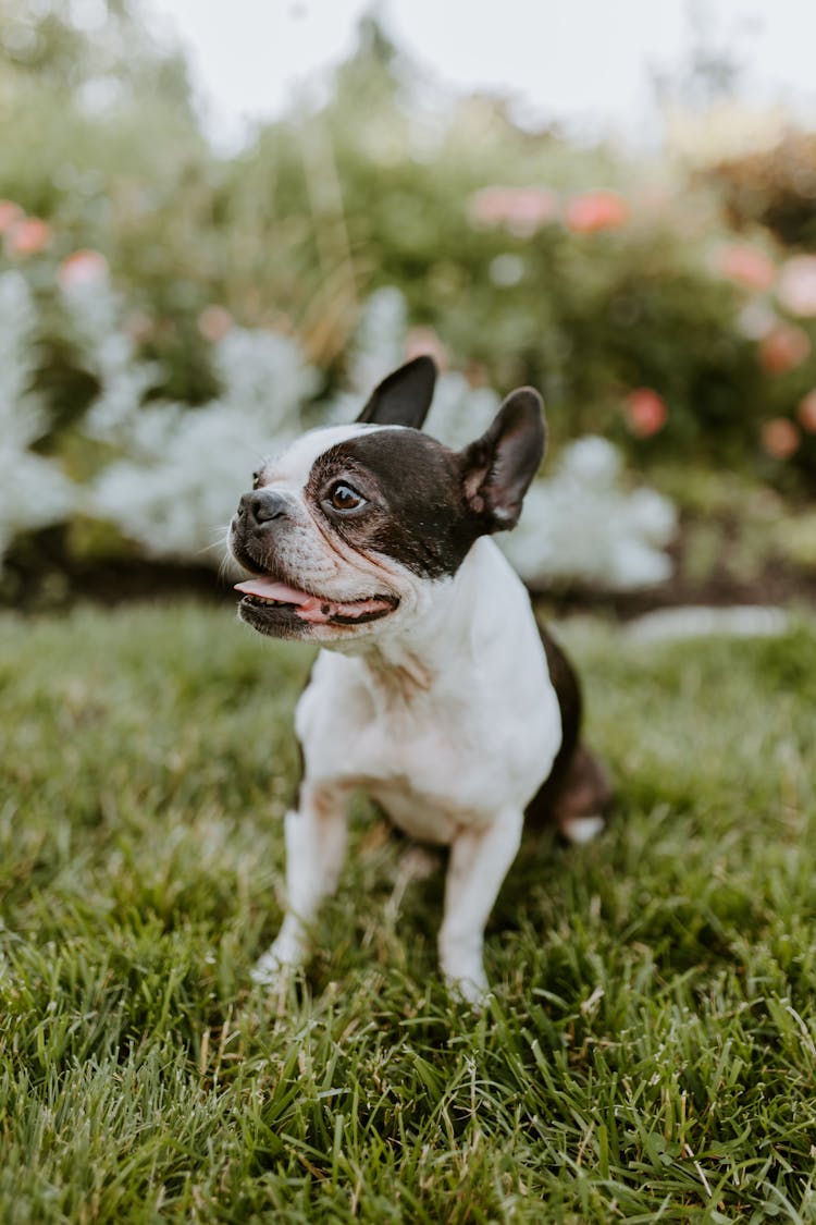 French Bulldog Sitting On A Lawn