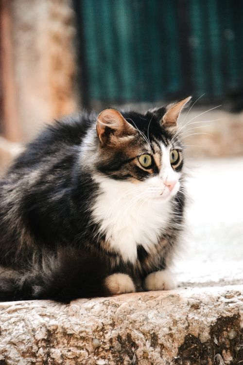 Free Fluffy long-haired tabby cat sitting on a rock in an outdoor setting. Stock Photo