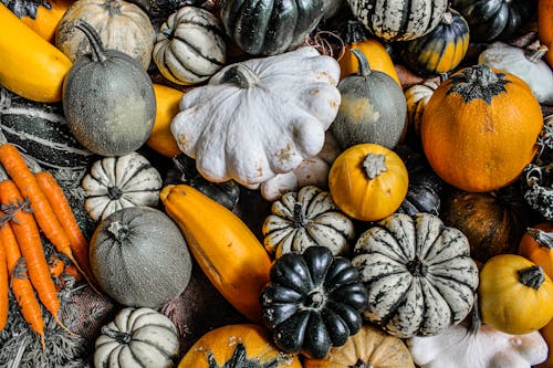 Fresh Produce of Assorted Pumpkins 