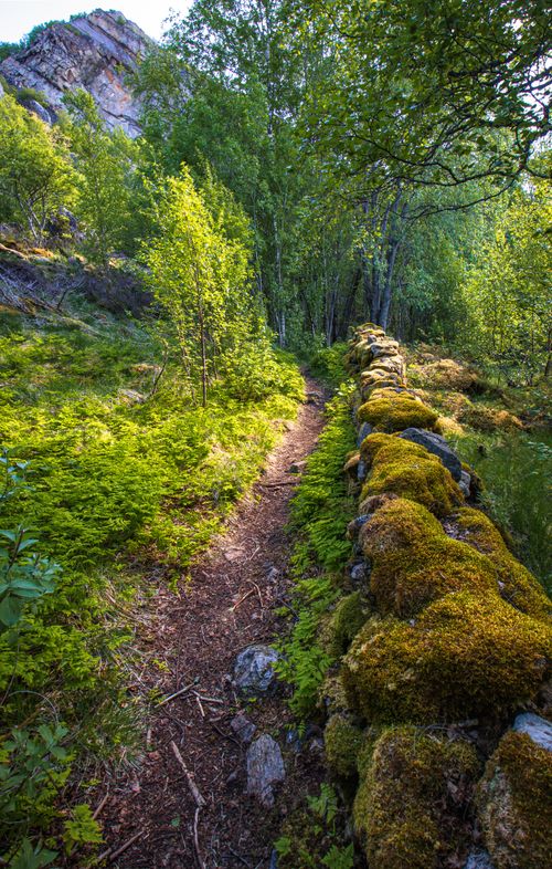 Free Explore the scenic moss-covered trails and lush greenery of Sørskot, Nordland, Norway. Stock Photo