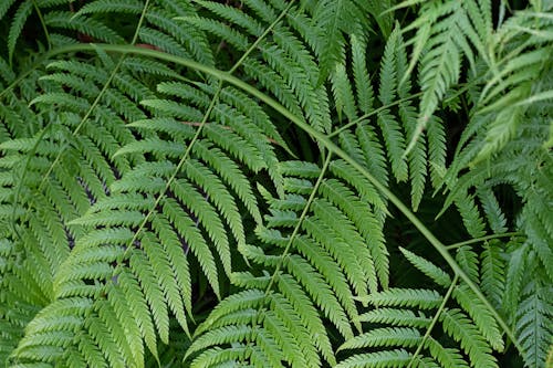 Fern Leaves in Close Up Photography