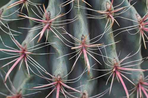 Close-Up Photo of Cactus Thorns