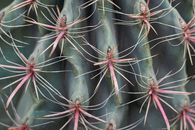 spiky