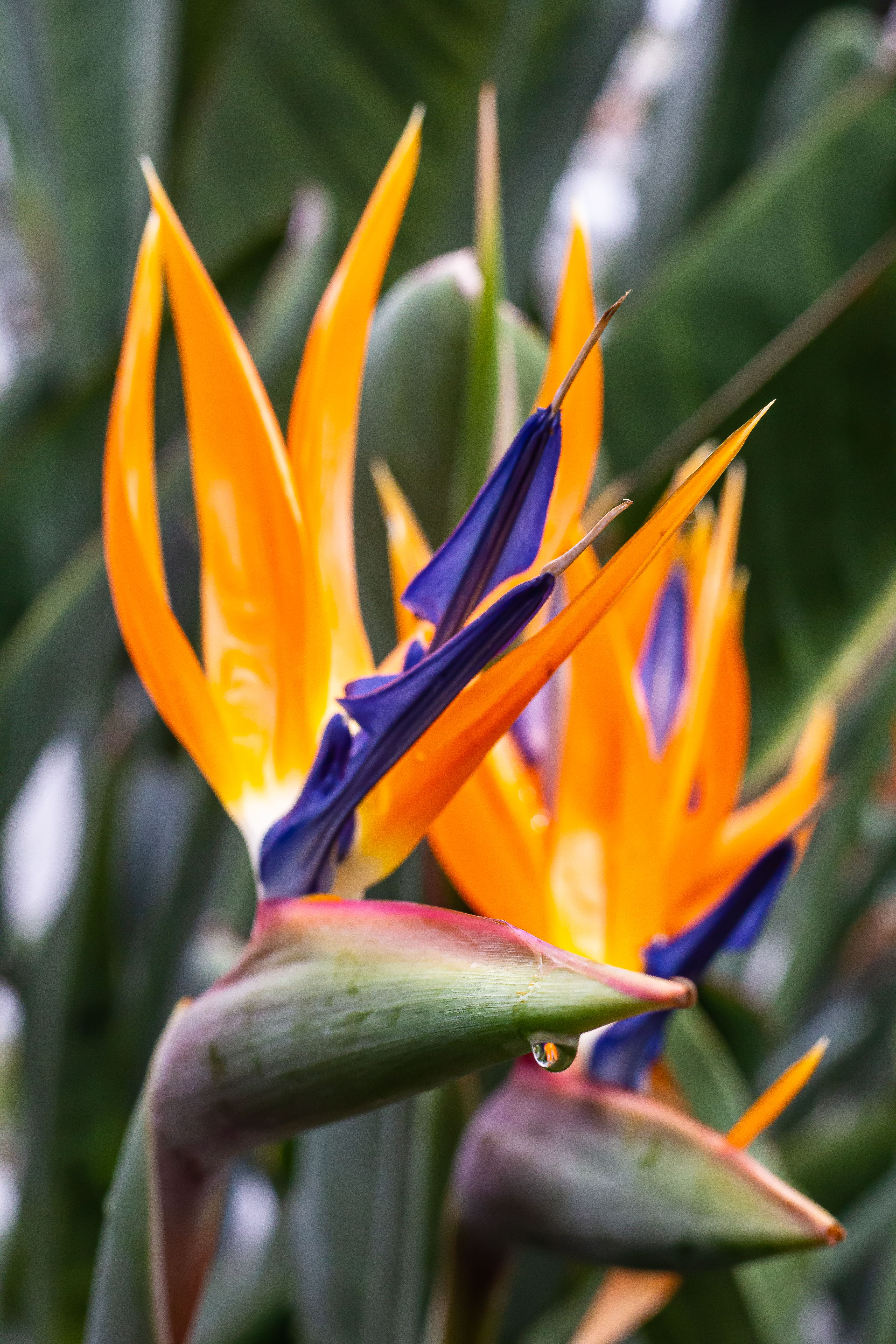 CloseUp Shot of Blooming Bird of Paradise Flowers · Free Stock Photo