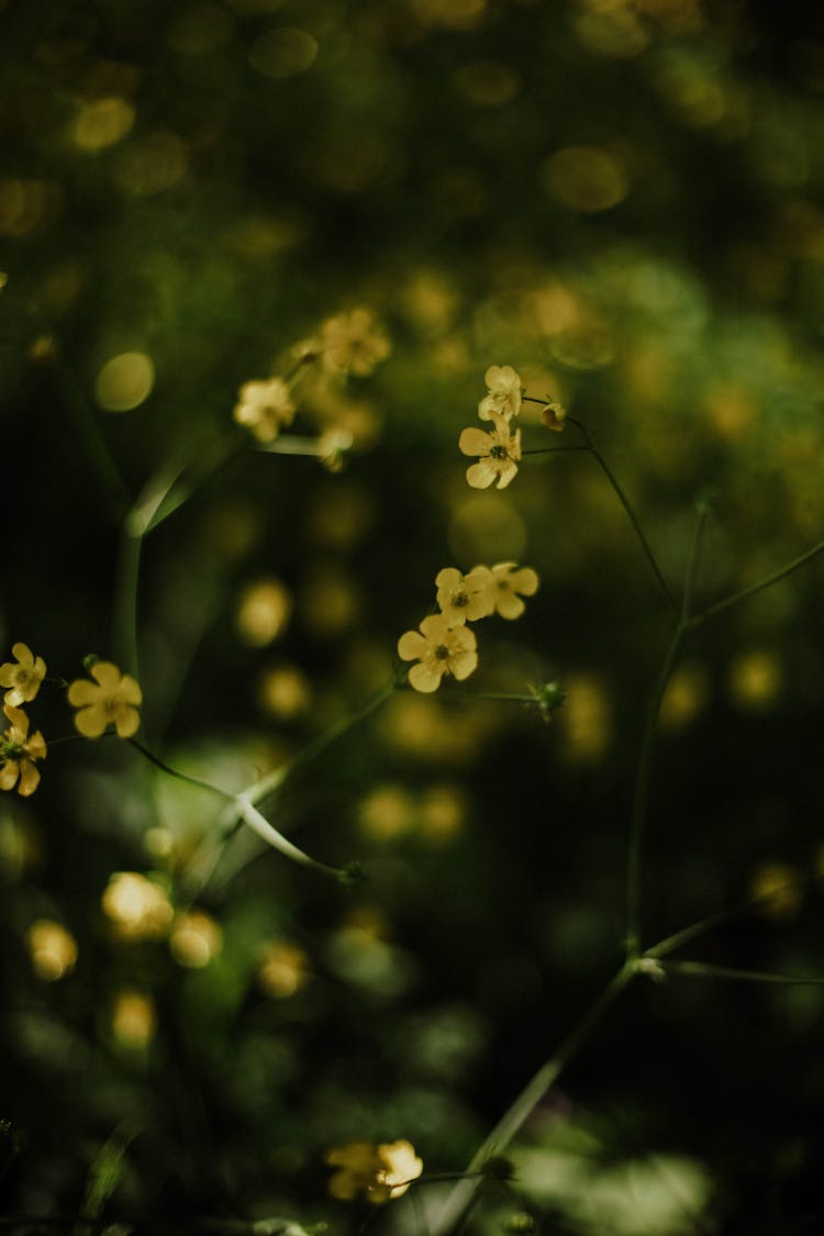 Yellow Blooming Wildflowers