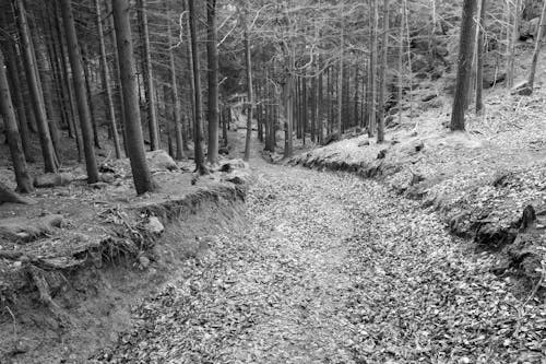 Kostenloses Stock Foto zu bäume, einfarbig, graustufen