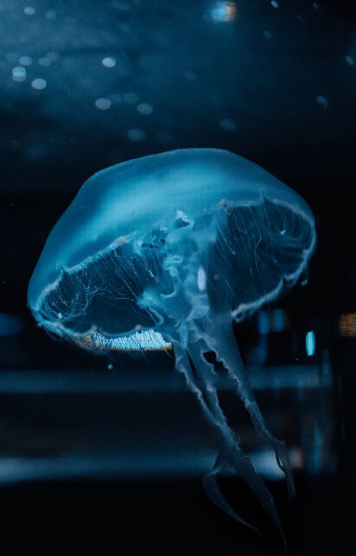 Jellyfish Under the Water