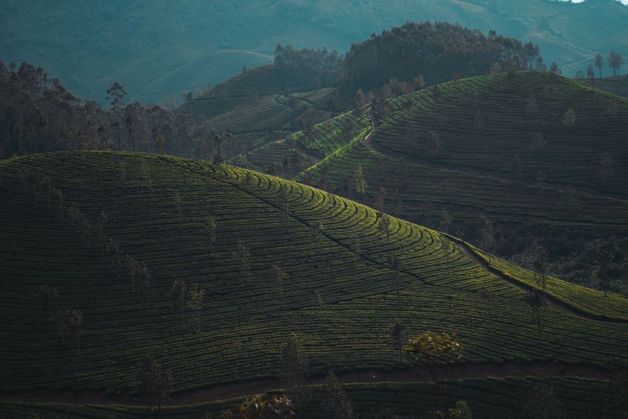 Munnar photo 8