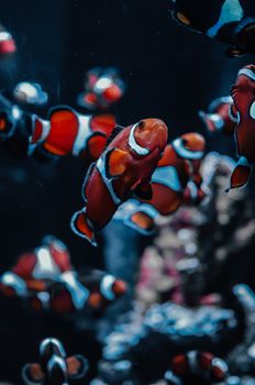 Close-up of colorful clownfish swimming in an aquarium, showcasing their vibrant patterns.