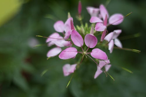 ピンク, ピンクの花, フローラルの無料の写真素材