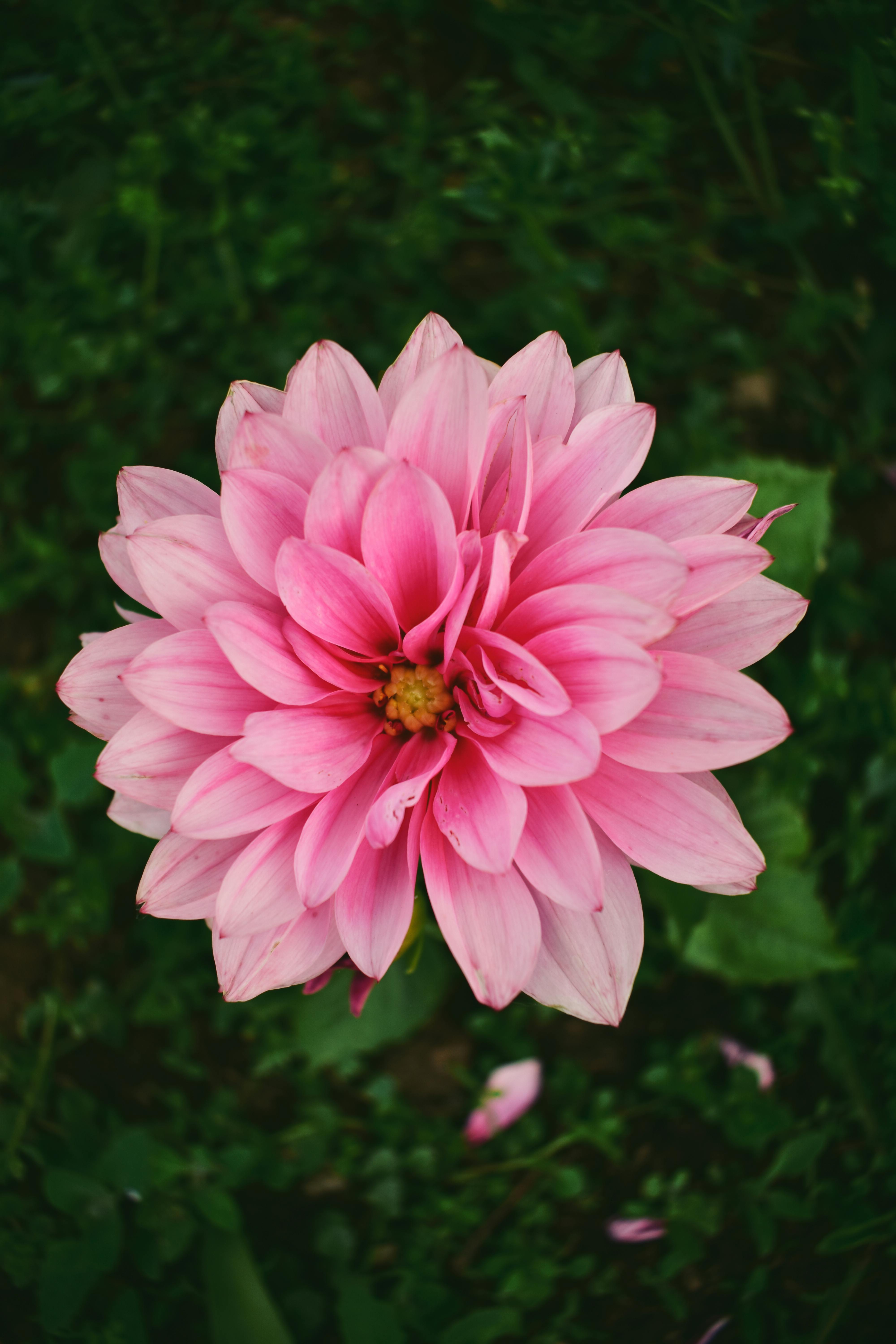 flower top view