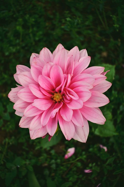 A Top View of a Pink Flower in Bloom